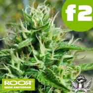 RooR Seeds f2 Big Critical